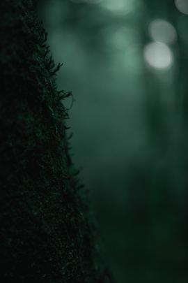 A mossy tree in a moody forest. 