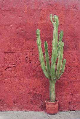 Beautiful garden cactus in pot on coral wall