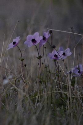 Wildflowers on a Winter Mountain 