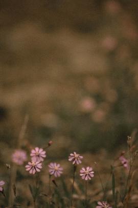 Spring Wildflowers by the beach