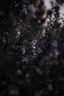 Secret Garden Moon Lit