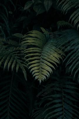 fern leaves