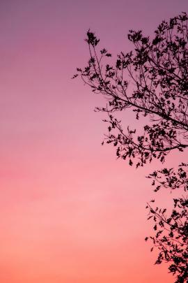 Tree Silhouette in front of Orange Skies