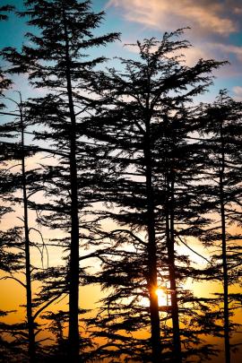 Sunset through the trees 