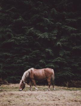 Horse grazing in the shade of conifers