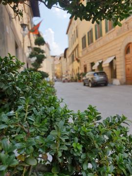 ➝ Peeking through the bushes into the streets of Siena ➝ ❝Have a smashing day, Tobi