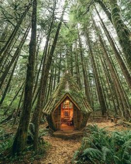 Hut in the forest