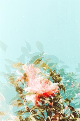 35mm double exposure of camellia flowers