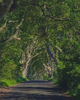 The Dark Hedges (also known as The King's Road from Game of Thrones; Jun., 2020).