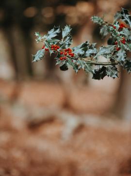 Holly berries with space for text