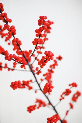 Red berry branch on white