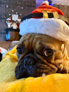 French bulldog in Santa hat