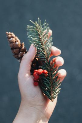 Christmas greenery in hand 