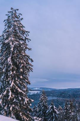 Pines forest covered with snow during blue hour in winter.