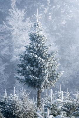 Grand Christmas tree on a cold day in January.