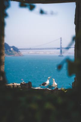 Two lovebirds on Alcatraz Island, SF.
