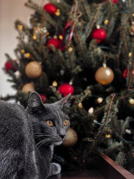 Cat sitting next to Christmas tree