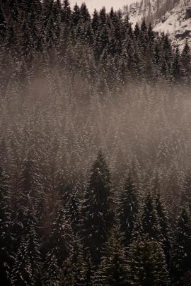 Dolomites tree