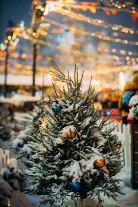 tree on red square