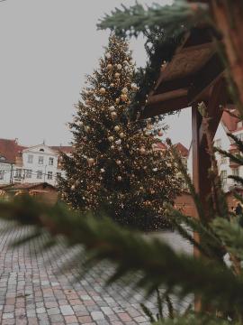 Christmas tree in Tallinn