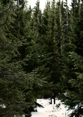 Trees in snow covered forests