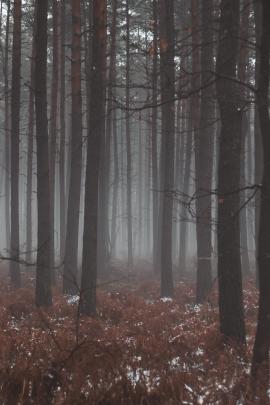 Winter forest in the fog.