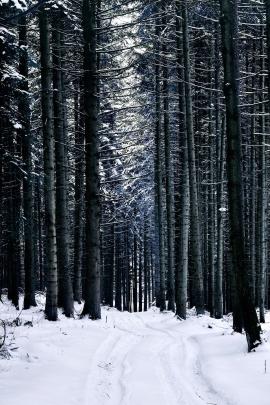 Forest in winter time.