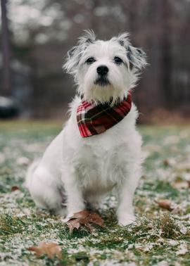 A portrait of a front-facing Jack Russell Terrier with a plaid bandana. 