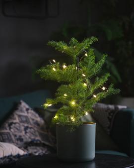 Potted Christmas tree from feey on a dark table in a living room