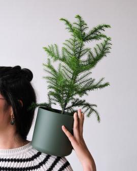 Woman holding a potted Christmas tree on her shoulder