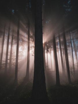beautiful light in foggy forest