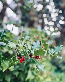 Beautiful holly branch. Red berries on green background