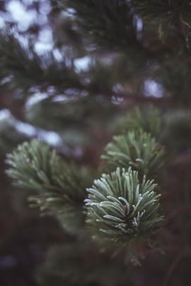 Frozen pine tre branch