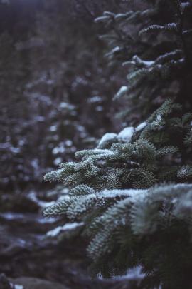 Snowy pine tree in forest