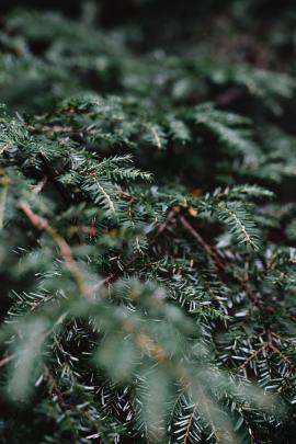 Details of a Christmas tree in the wild.