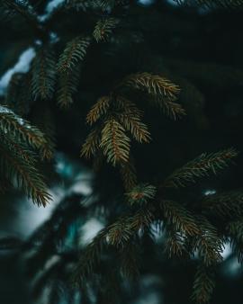 snow covered christmas tree