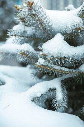 snow covered christmas tree