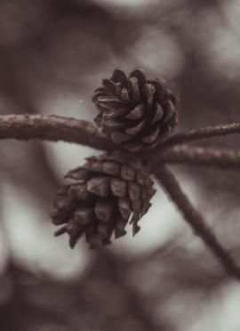 cones on a tree