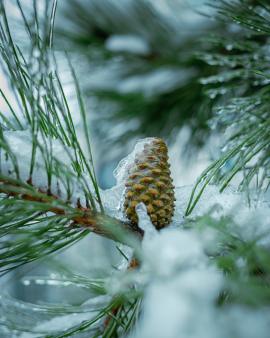 snow covered christmas tree