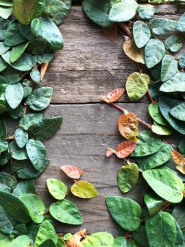 Natural frame with wood background surrounded by green leaves