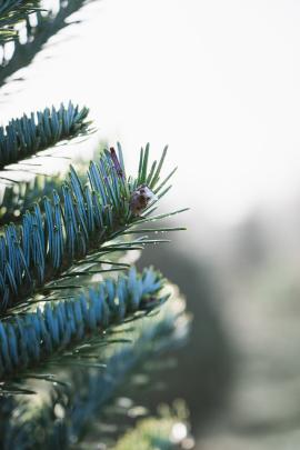 closeup of blue underside of spruce tree needles in the daylight