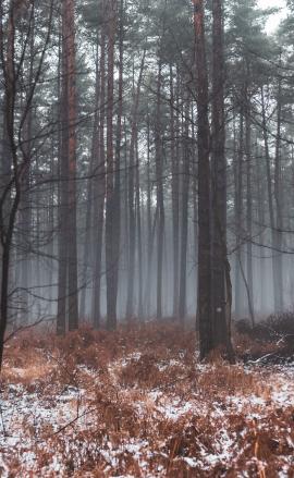 Winter forest in the fog.