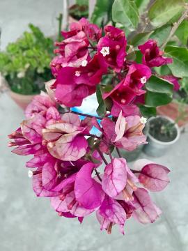Bougainvillea glabra, the lesser bougainvillea or paperflower, is the most common species of bougainvillea used for bonsai.