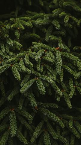 Clean fir tree in natural light in portrait