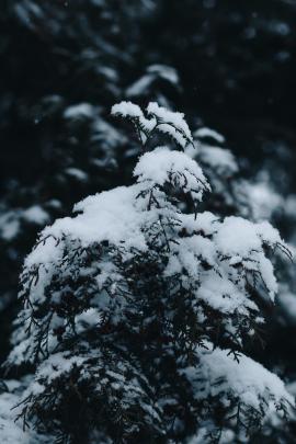 Snow on spruce branches closeup