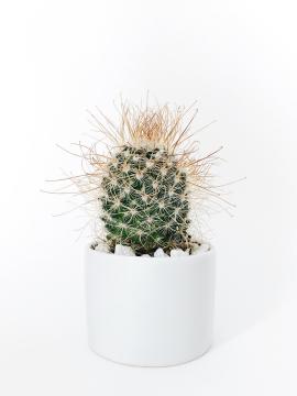 London Cactus Mini