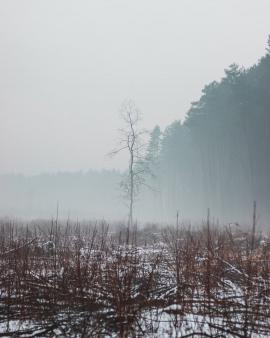 Lonely tree in winter forest in the fog.