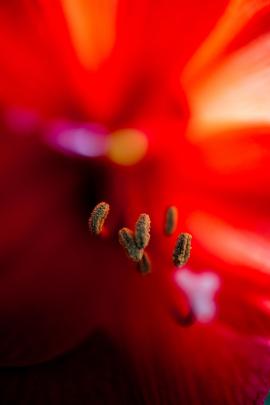 Blossom of red amaryllis 