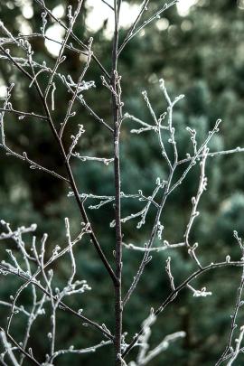frozen small branch.