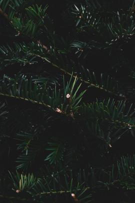 Festive Pine